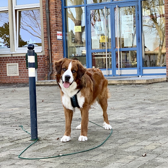 Bob ist sehr groß und braun mit weiß