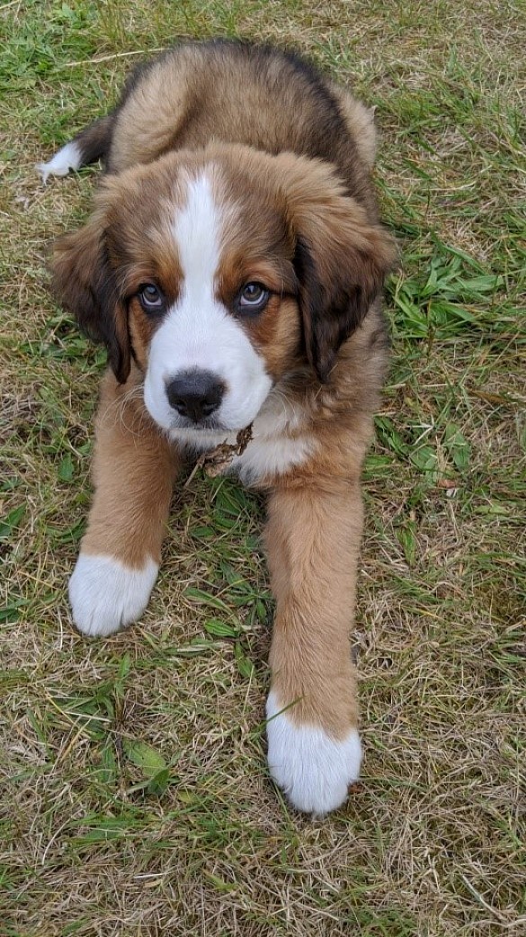 Bob als kleiner Welpe