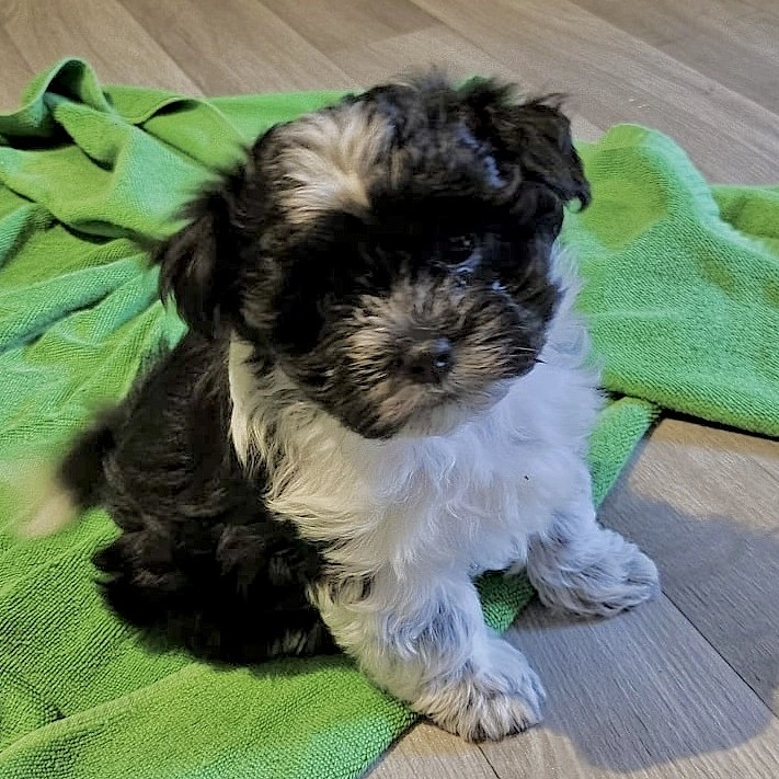 Frieda ist schwarz-weiß und hat ein wuscheliges Fell. 