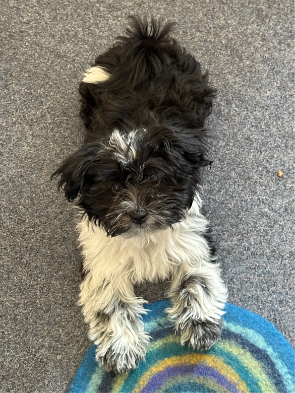 Frieda guckt in die Kamera. 