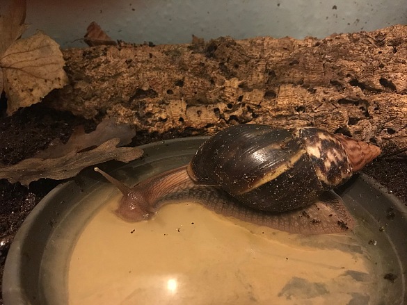Eine ausgewachsene Schnecke badet in der Badeschale.
