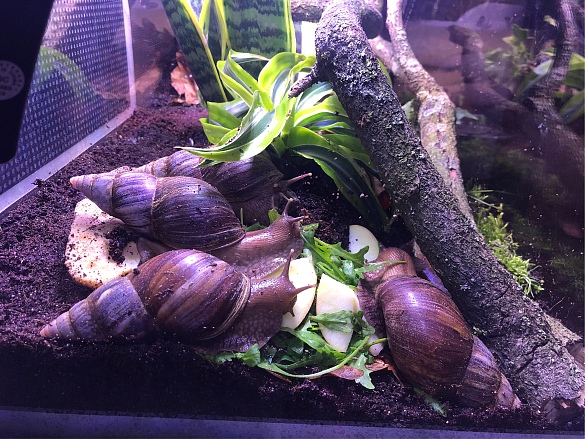 Vier Schnecken mit spitzem Gehäuse sind in ihrem Terrarium. 