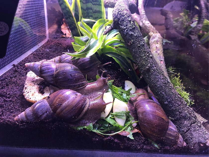 Vier Schnecken mit spitzem Gehäuse sind in ihrem Terrarium. 