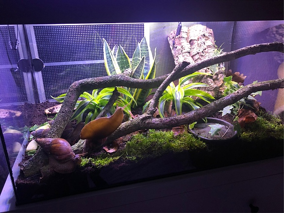 Das Terrarium ist mit Erde, Moos, Pflanzen und Hölzern eingerichtet. 