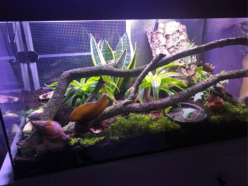 Das Terrarium ist mit Erde, Moos, Pflanzen und Hölzern eingerichtet. 