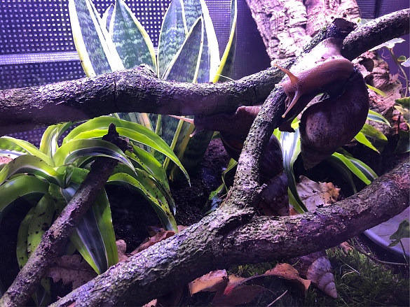 Eine Schnecke kriecht auf einem Ast.