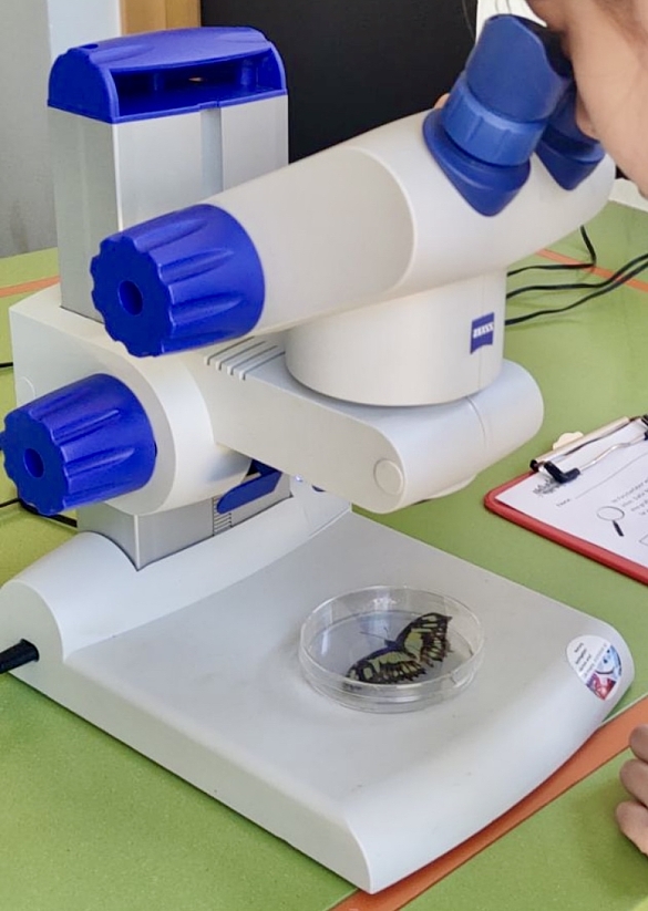 Ein Schmetterling wird am Mikroskop untersucht. 