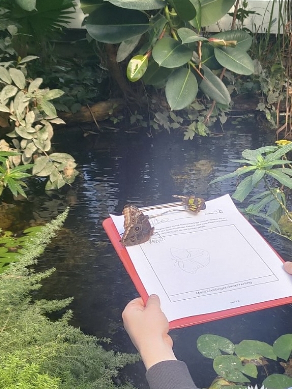 Die Kinder beobachten und zeichnen Schmetterlinge. Zwei Schmetterlinge sind auf dem Papier gelandet. 