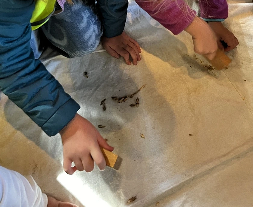 Die Kinder zerdrücken Getreidekörner. 