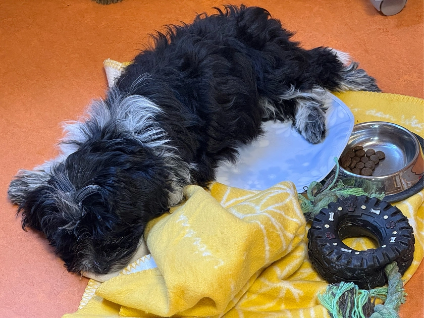 Frieda schläft auf ihrem Liegeplatz.