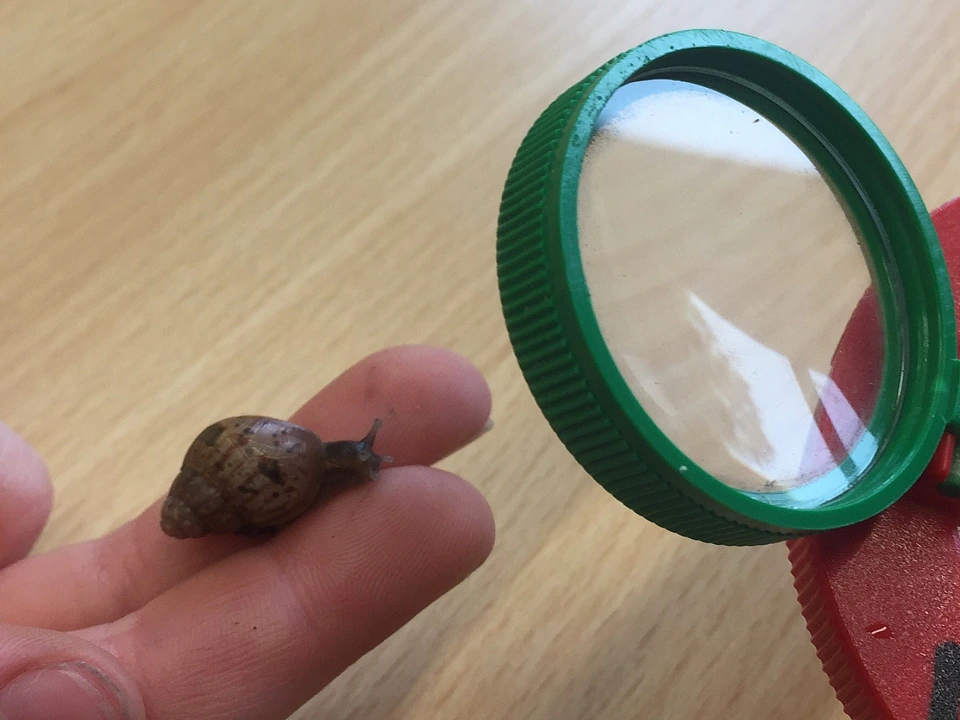 Eine Babyschnecke sitzt auf der Hand und wird durch eine Lupe betrachtet.