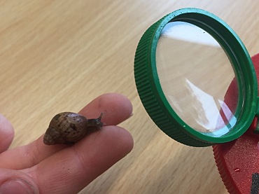 Eine Babyschnecke sitzt auf der Hand und wird durch eine Lupe betrachtet.