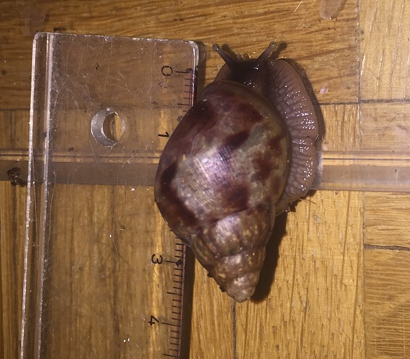 Eine kleine Schnecke wird mit dem Lineal gemessen. Das Gehäuse ist schon über 3 cm lang. 
