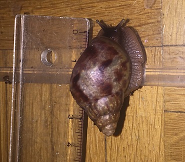 Eine kleine Schnecke wird mit dem Lineal gemessen. Das Gehäuse ist schon über 3 cm lang. 