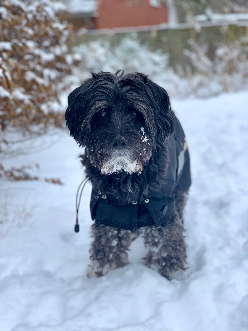 Scotty im Schnee