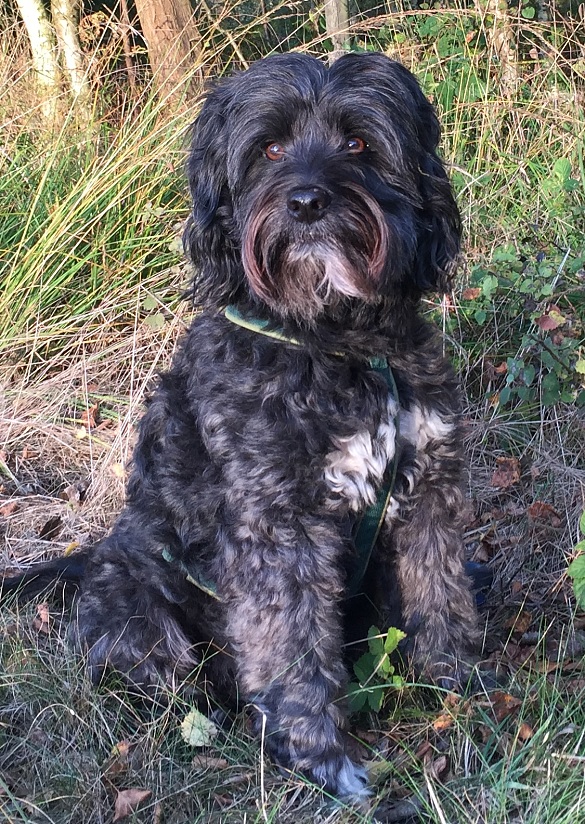 Scotty ist dunkelgrau mit weiß und wuschelig