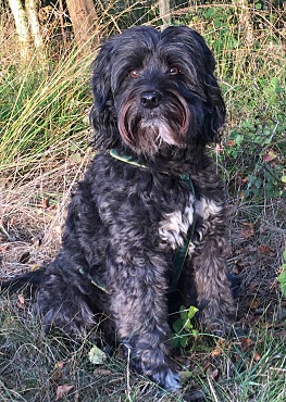 Scotty ist dunkelgrau mit weiß und wuschelig